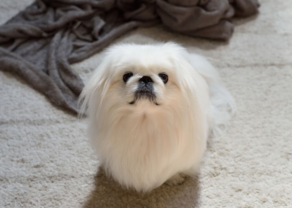 #7. Pekingese